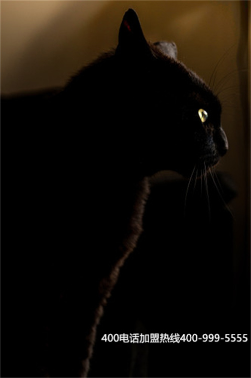 (400電話呼叫轉(zhuǎn)移到手機(jī)號(hào)設(shè)置)(400電話彩鈴怎么設(shè)置)