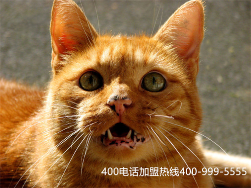 (400電話的彩鈴怎么編輯)(400電話可以設(shè)置哪些接聽模式?)